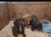 Cocker spaniel puppies