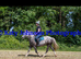 A handsome 14hh hacking pony