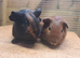 Pair of Bonded Boys