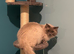 Blue point ragdoll kittens