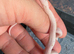 Palmetto corn snake baby