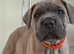 Exceptional Full Pedigree Cane Corso Puppies