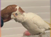 Handreard baby Bear -eyed cockatoo for sale or px