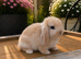Minilop bunnies- Updated(08/08/26)