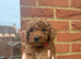 Beautiful F1bb Red Cavapoo Puppies – Only 2 Gorgeous Girls Remaining ️