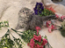 Beautiful Persian kittens ready now