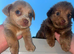 Jack Russells