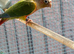 Male conure
