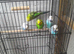 Exhibition budgies