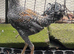 Pair of modern game bantams