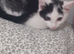 9 week old female kitten