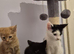 3 kittens