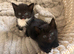 3 kittens looking for homes