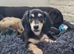 Last  Wonderful KC Registered Miniature Longhaired Dachshund Puppy