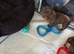 4 stunning miniature dachshund puppies