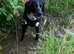 Happydogs dog sitter /walker