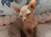 Beautiful sphinx kittens