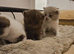 Beautiful British Shorthair Kittens - Ready December 2026