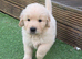 American Line Golden Retrievee