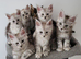 Tica registered maine coon kittens