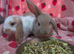 Very Tame mini lop 8weeks