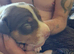 Jack Russell Pups Hastings