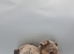 Kc reg Fluffy french bulldog puppies