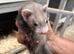 Mixed Ferrets available soon