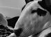 English bull terrier male