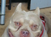 2 year old needs rehomeing