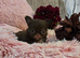 Xx Quality chihuahua longcoat chocolate Xx