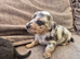 Long haired miniature dachshunds