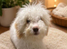 Cockapoo