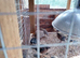3 week old guinea fowl keets (chicks) for sale in torquay