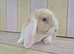 BEAUTIFUL MINI LOP BABIES- READY NOW!