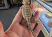 Baby bearded dragons ready now