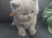Lilac and blue british short-hair kittens