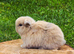 Beautiful mini lops