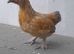 7 bantam chickens