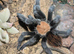 Mixed Tarantulas with enclosures - Suntiger , Versicolor, OBT, Red Rump, Purple Bloom and more