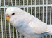 Various Stunning Quality Beautiful Budgies