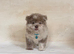 Outstanding exotic colour chow chow puppies for sale