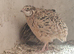 Japanese quails