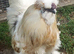 Unrelated pair of silkies