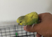 Beautiful Hand Tamed Budgie