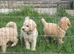 F1B Mini Goldendoodles