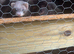 Micro ferrets
