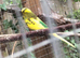 2025 Budgies For Sale