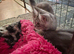 Male kittens ready to leave shortly