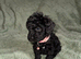 Cockapoo puppies. Various colours Ready to leave